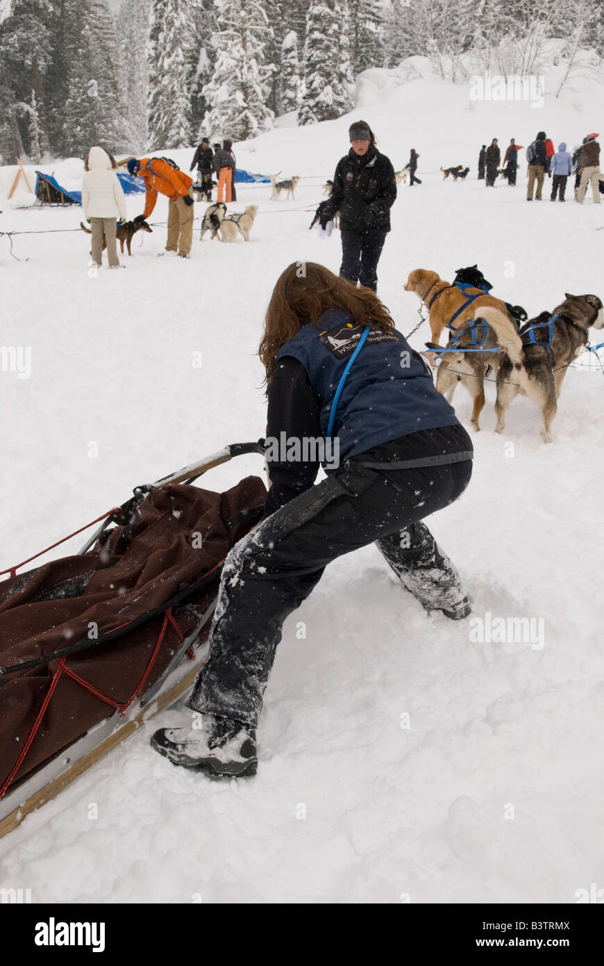 Canada, BC, Whistler. Cane wrangler Outdoor Adventure sleddog. Foto Stock