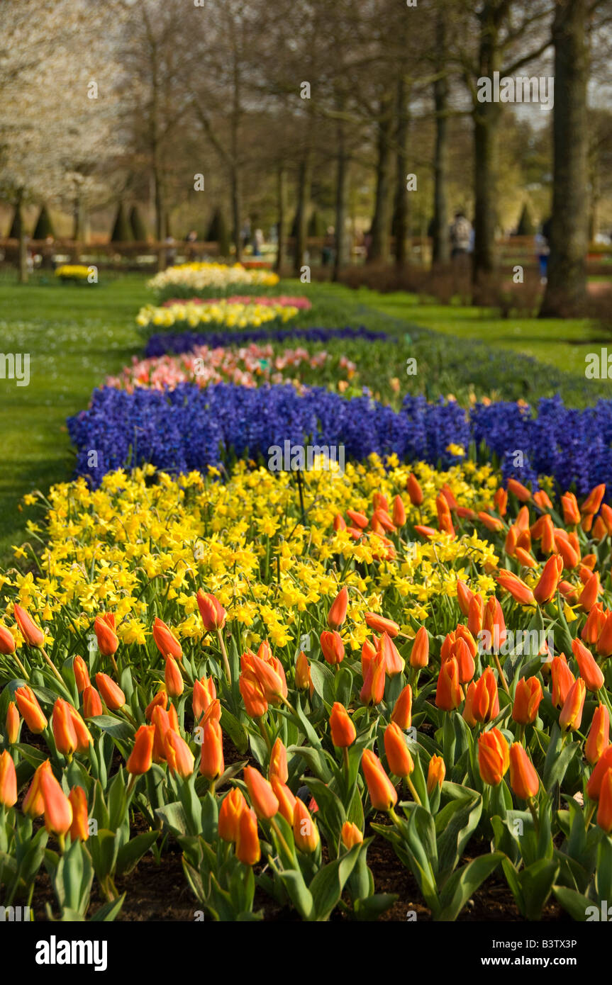 Paesi Bassi (aka Holland), Lisse. Giardini Keukenhof, il più grande del mondo di lampadina parco dei fiori. Foto Stock