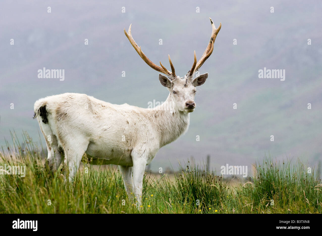 Albino Red Deer Cervus elaphus stag sulla brughiera Scozia Scotland Foto Stock