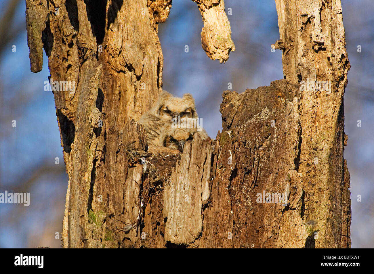 Ritratto di due grande gufo cornuto nidiacei in cavità ad albero Foto Stock