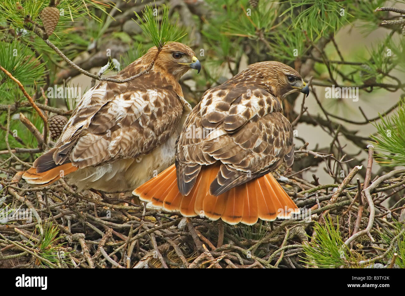 Una coppia di red tailed hawks presso il loro nido Foto Stock