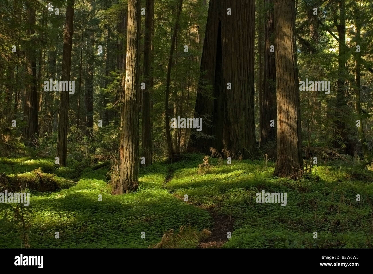 Un letto di clover circostanti gli alberi di sequoia Foto Stock