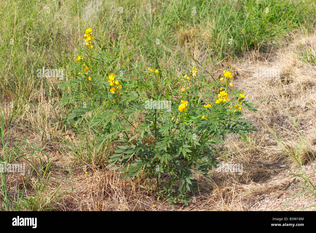 Longpod Senna Senna wislizeni Carr Canyon Montagne Huachuca Arizona Stati Uniti 1 Settembre Fabaceae Foto Stock