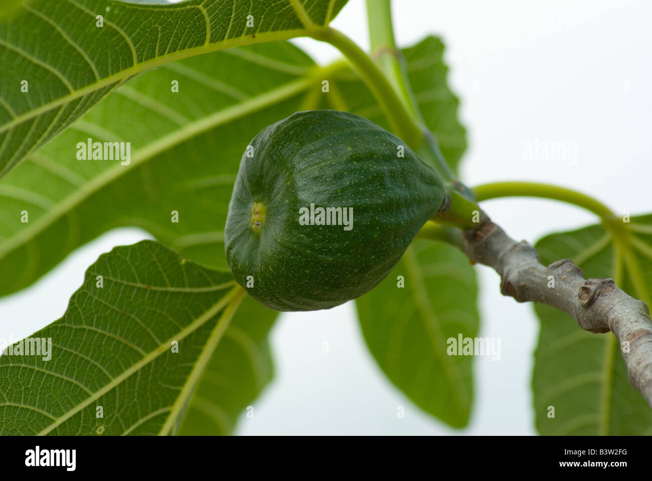 Fig Foto Stock