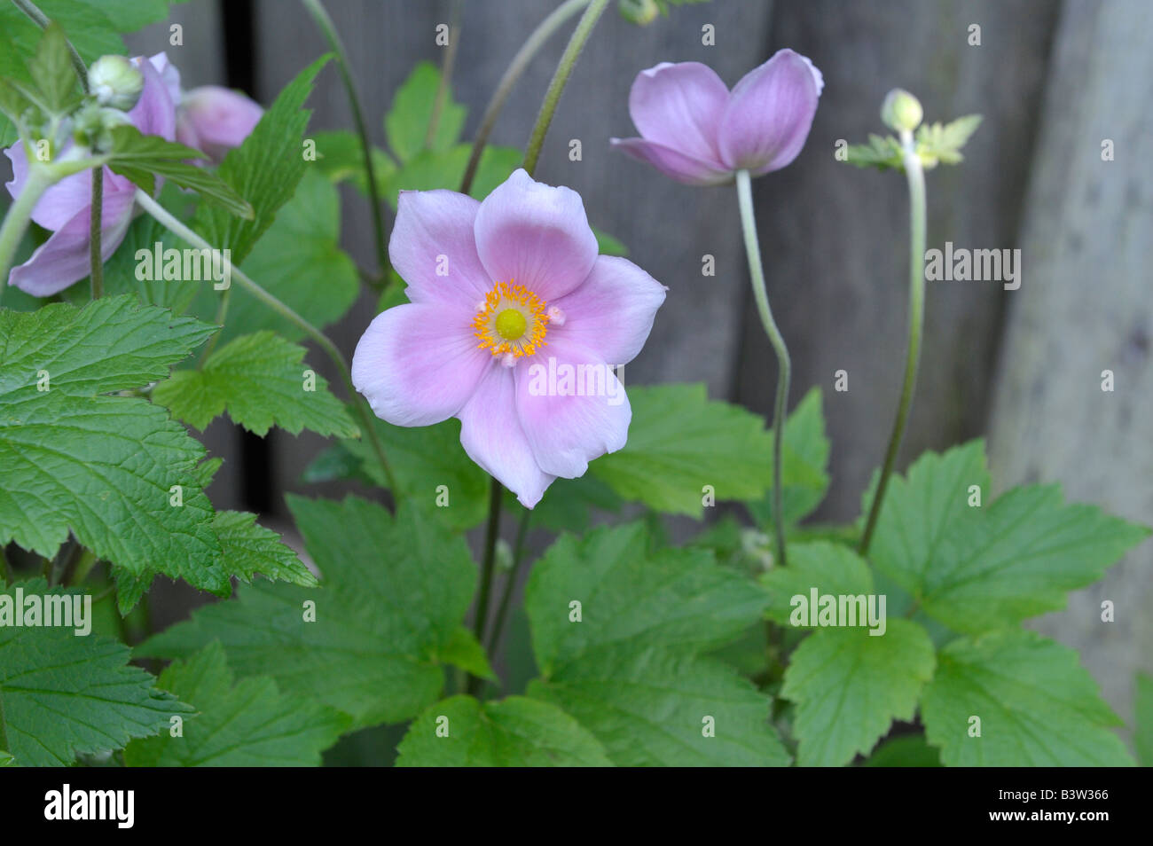 Ranuncolo, Ranunculus sp., giardino nel cortile, Portland, O; 080728 31022L Foto Stock