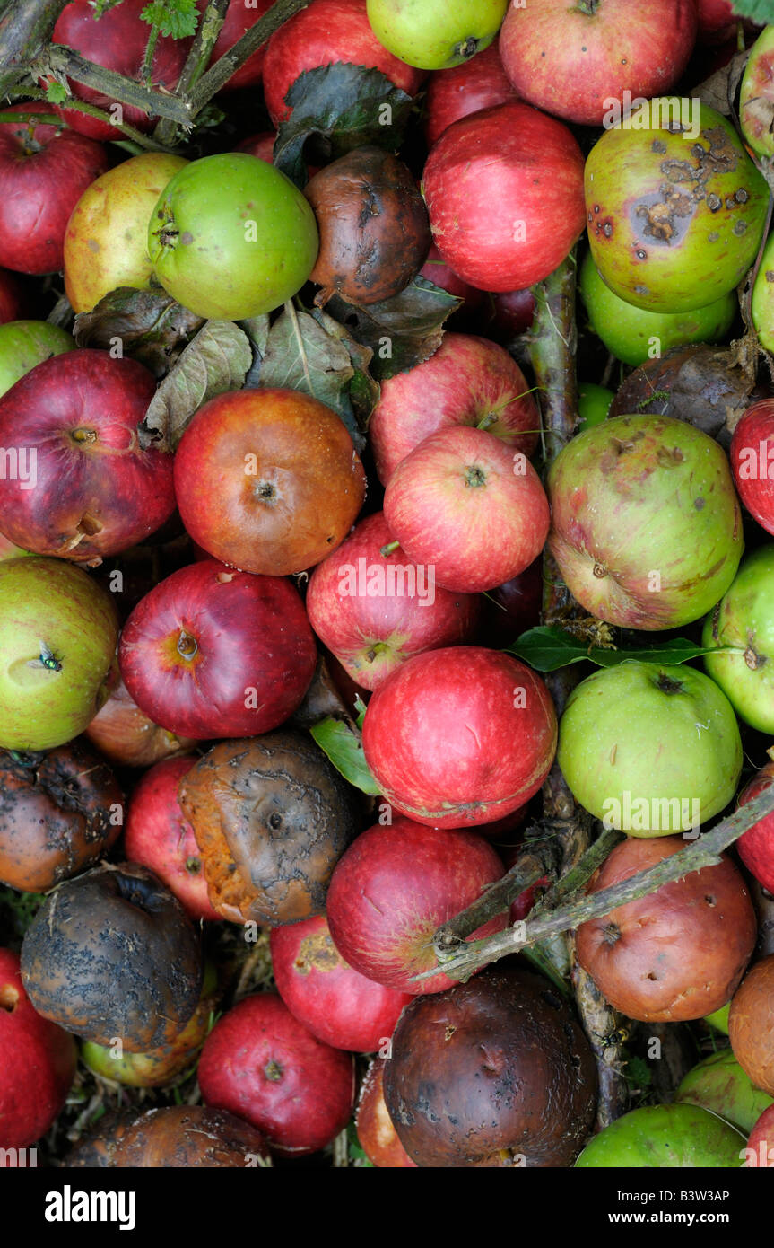 Un mucchio di mele marce Foto Stock