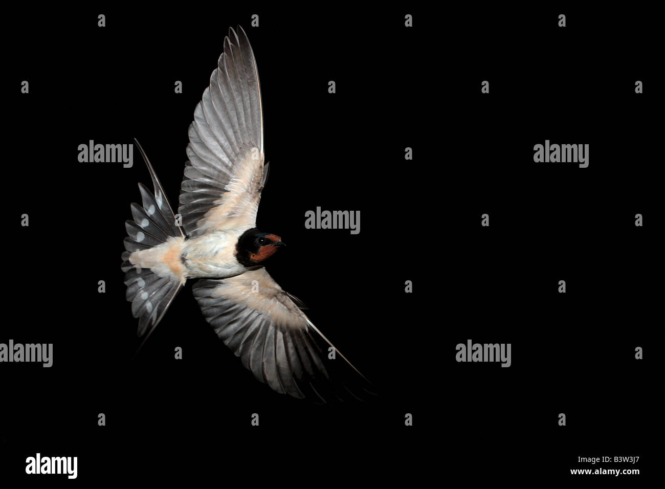 Swallow in volo. Foto Stock