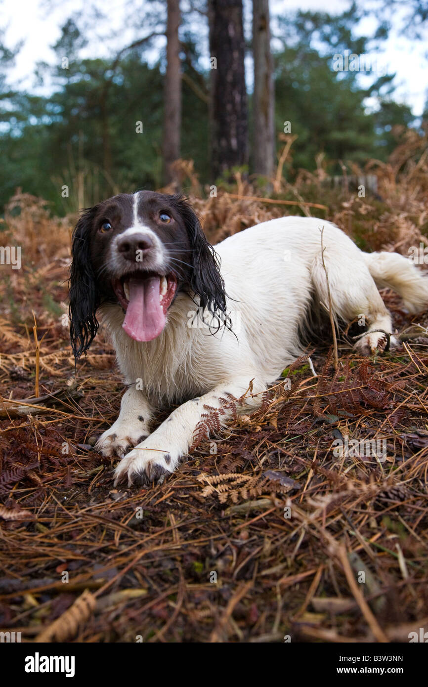 English Springer Spaniel bianco fegato cane femmina Foto Stock