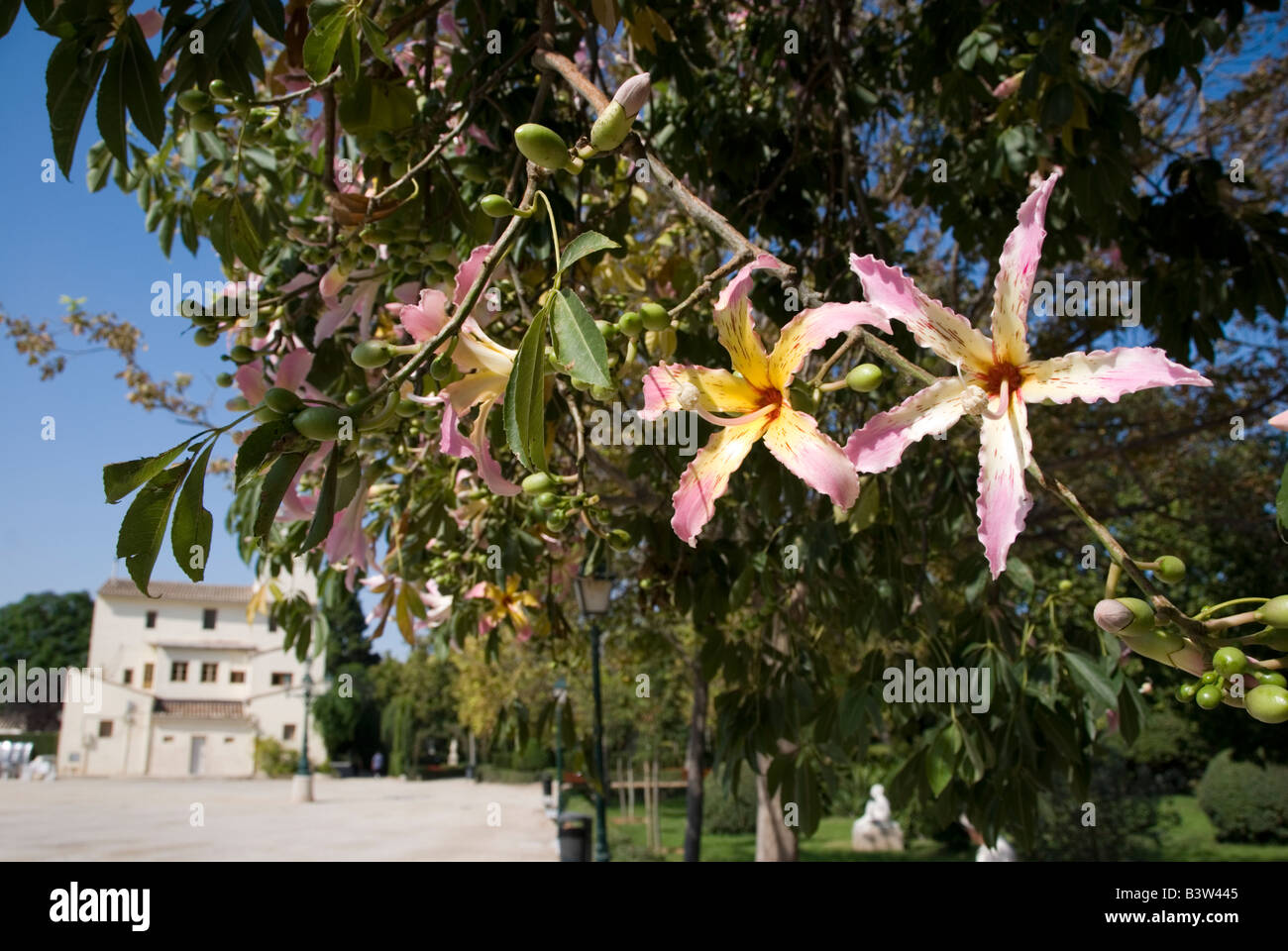 Close up fiore su un filo di seta o di albero Ceiba Speciosa nel Jardin del Real Viveros a Valencia Spagna Foto Stock