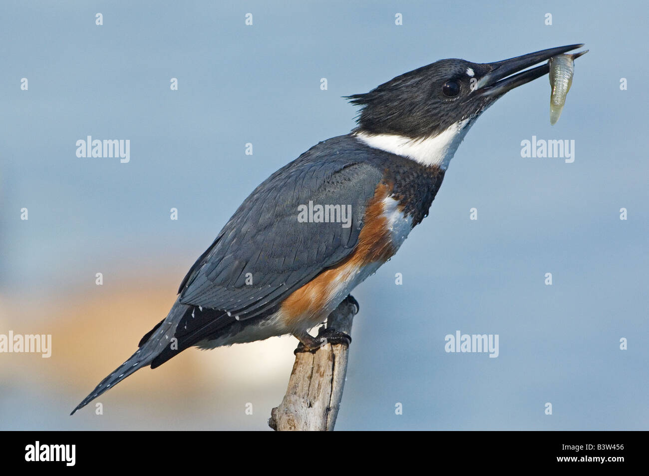 Femmina belted kingfisher con pesce Foto Stock