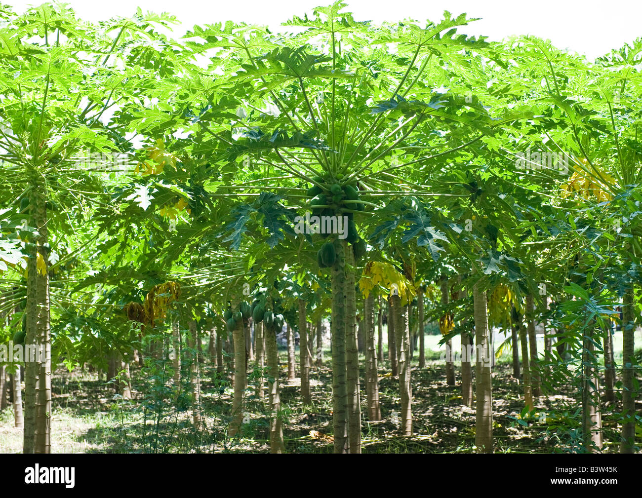 Giardino di papaia verde di alberi con frutti immaturi di papaia al riparo dalle grandi foglie in formazione a ombrello in cima al suo tronco. Foto Stock