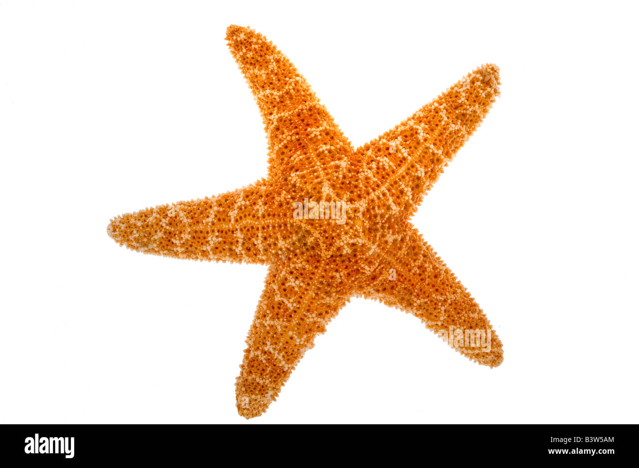 Starfish su bianco Foto Stock