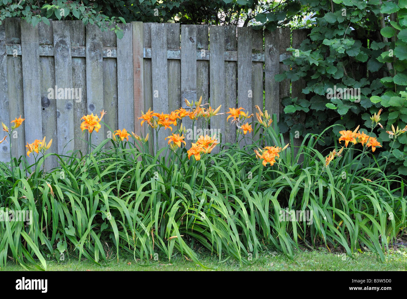 Giorno Gigli, giardino nel cortile, Portland, O; 080728 31018 Foto Stock