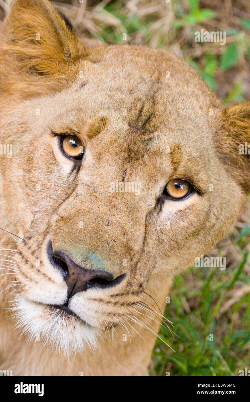 Un leone in un Indiano safari park riserva Foto Stock