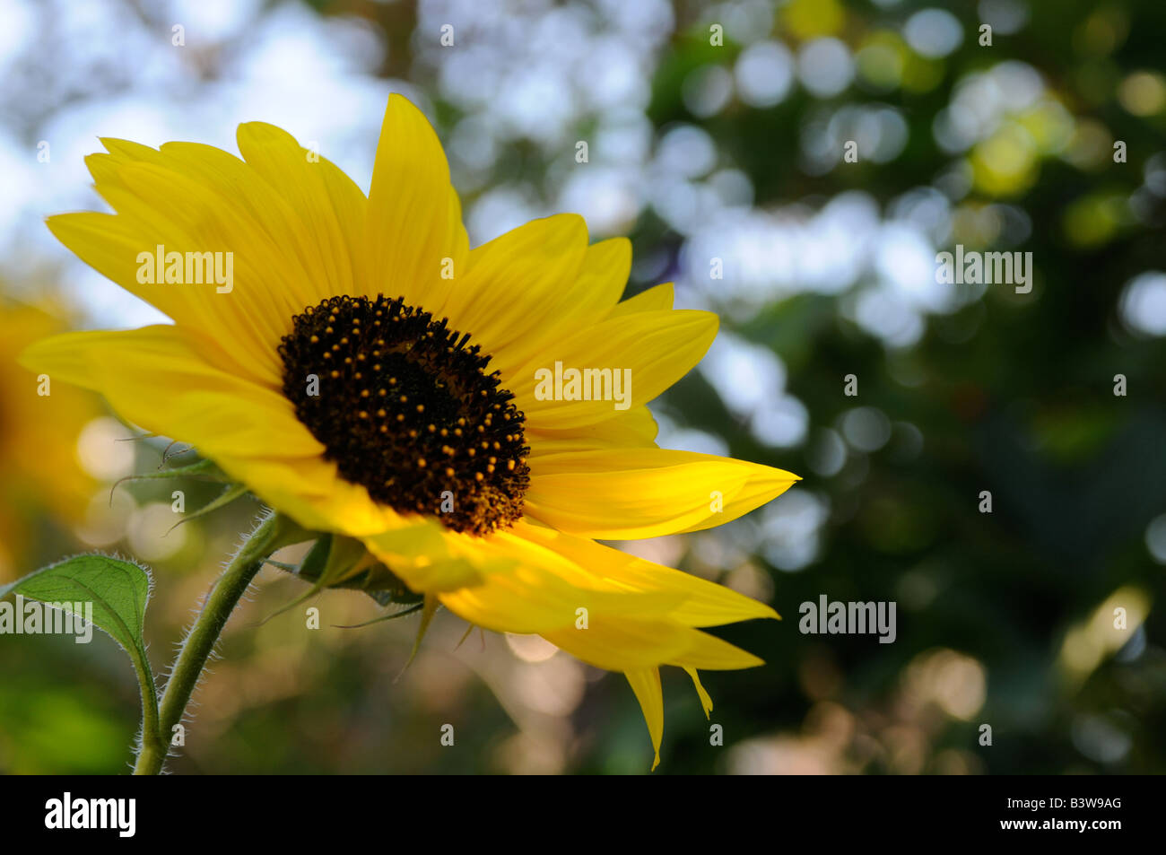 Girasole, mia moglie del giardino, West Toronto, Ontario, Canada Foto Stock