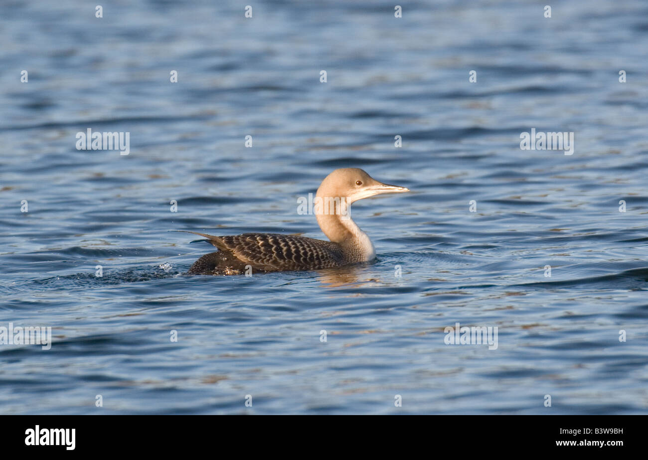 Pacific Diver sulla ghiaia pit a Knaresborough, North Yorkshire, Regno Unito, sul primo record europeo, 02/02/2007. Foto Stock