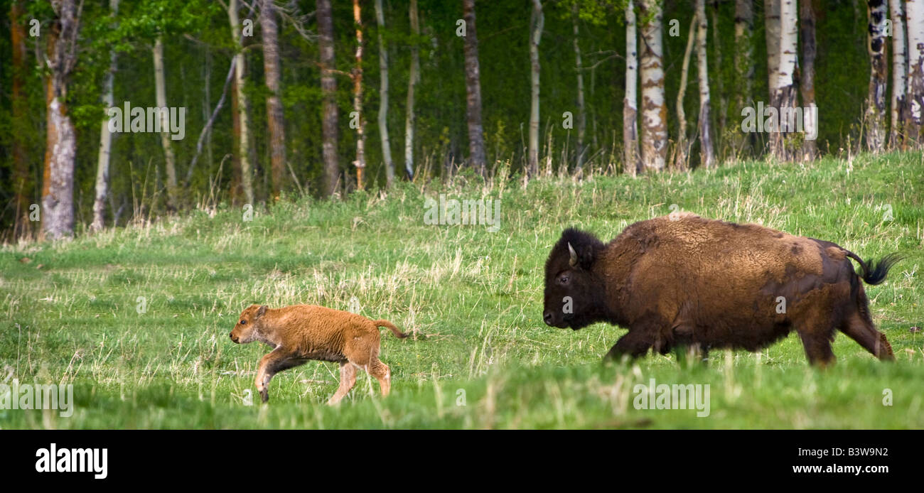 Bison a caccia di vitello in campo Foto Stock