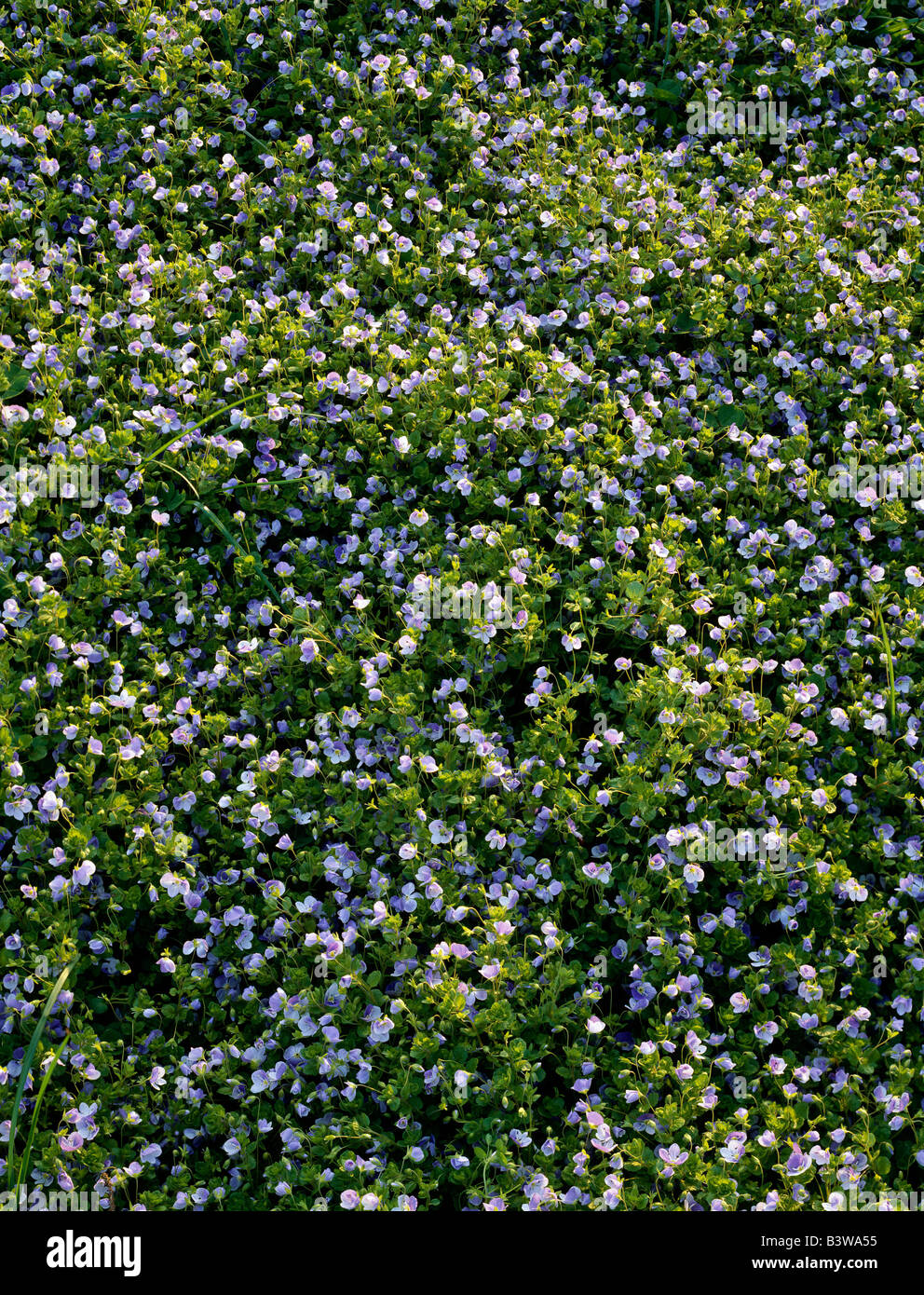 Comune di Blue Violet (latino: VIOLA PAPILIONACEA), C. WEISER HOMESTEAD, Berks County, Pennsylvania, Stati Uniti d'America Foto Stock