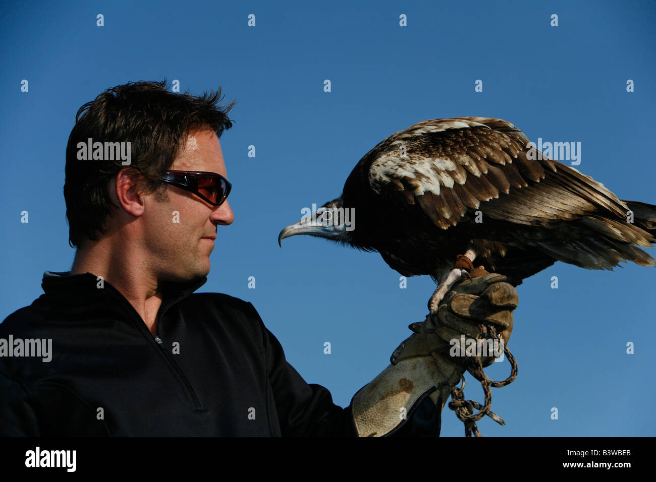 Un avvoltoio Capovaccaio (Neophron percnopterus) e un falconer Foto Stock