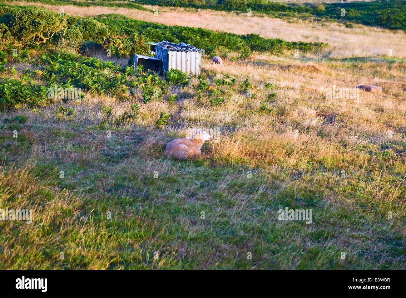 Prato sale di ovini in Tne. La luce del mattino isola di Ouessant Bretagna Francia Foto Stock