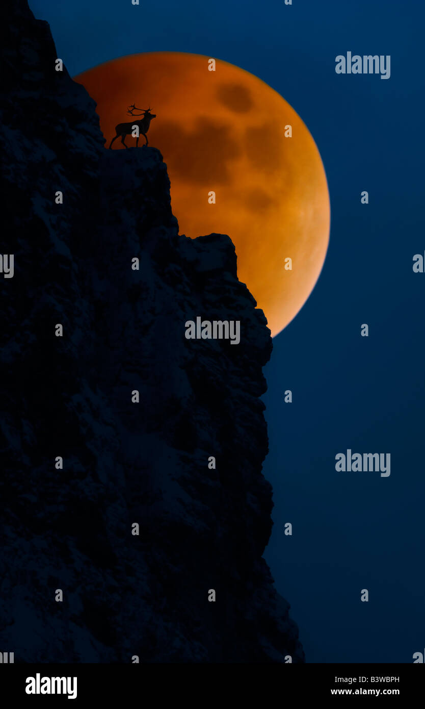 Elk sulla scogliera con la luna piena dietro Foto Stock