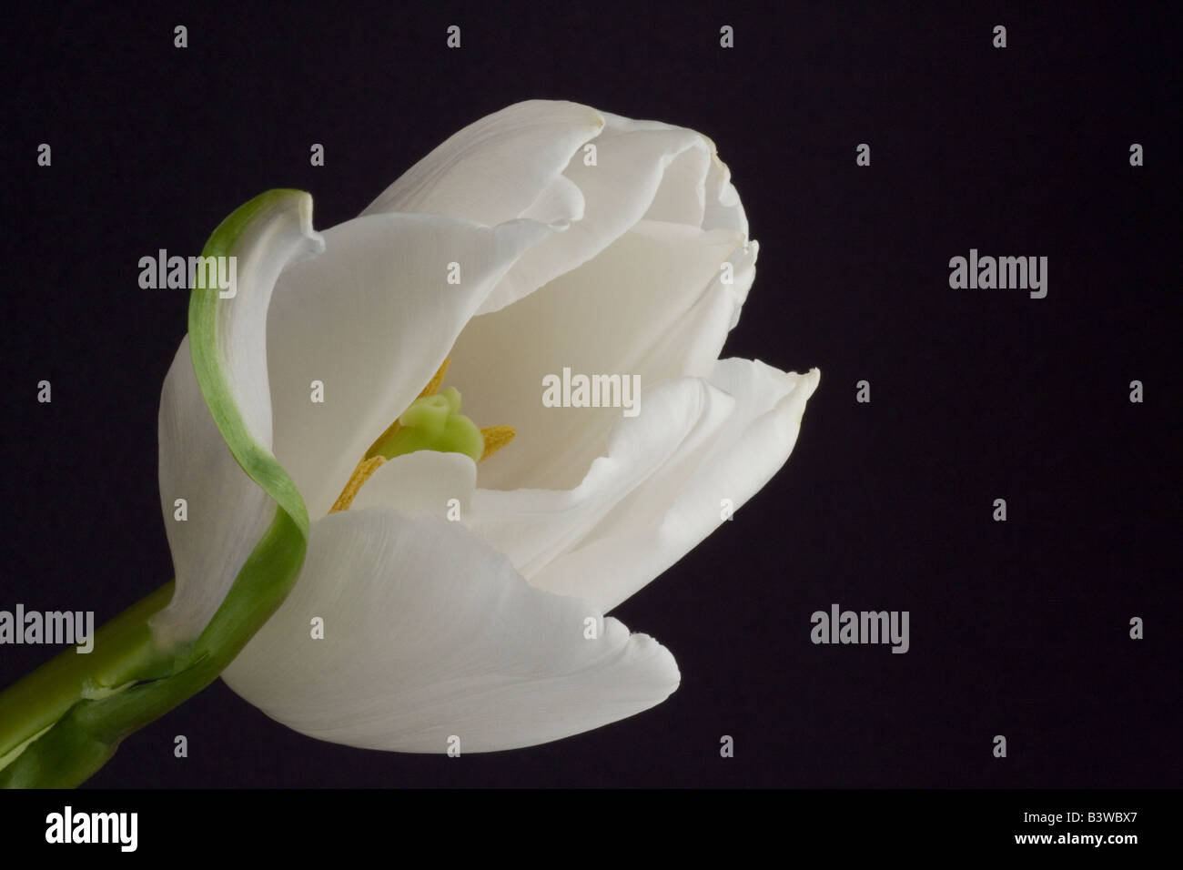 Germogliando tulipano bianco su sfondo nero Foto Stock