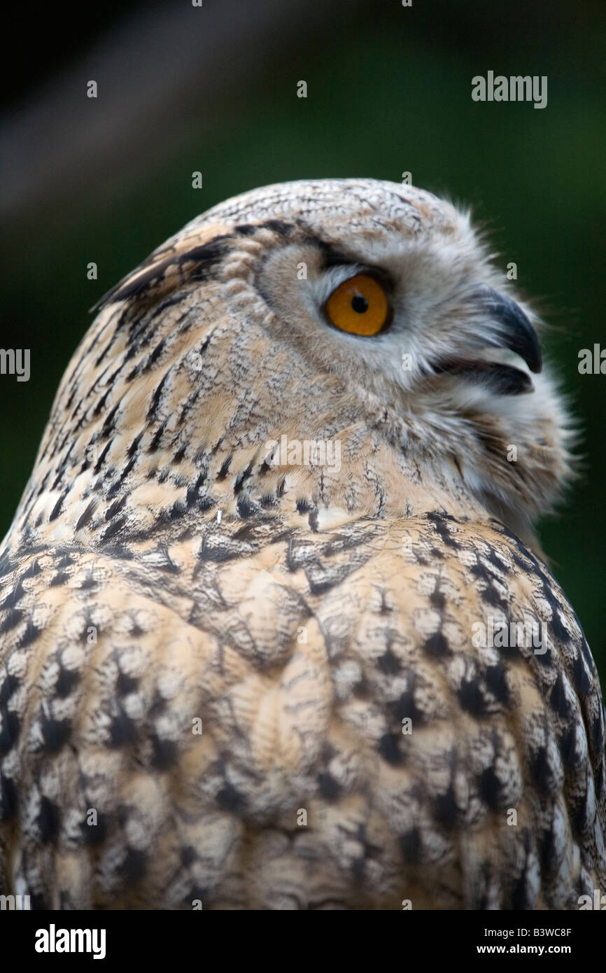 Gufo reale bubo bengalensis Foto Stock