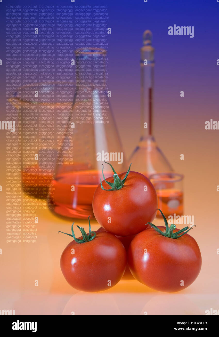 Concetto colpo di pomodori geneticamente modificati che mostra bicchieri e sequenza di DNA codifica alimenti geneticamente modificati resistere rot. Foto Stock
