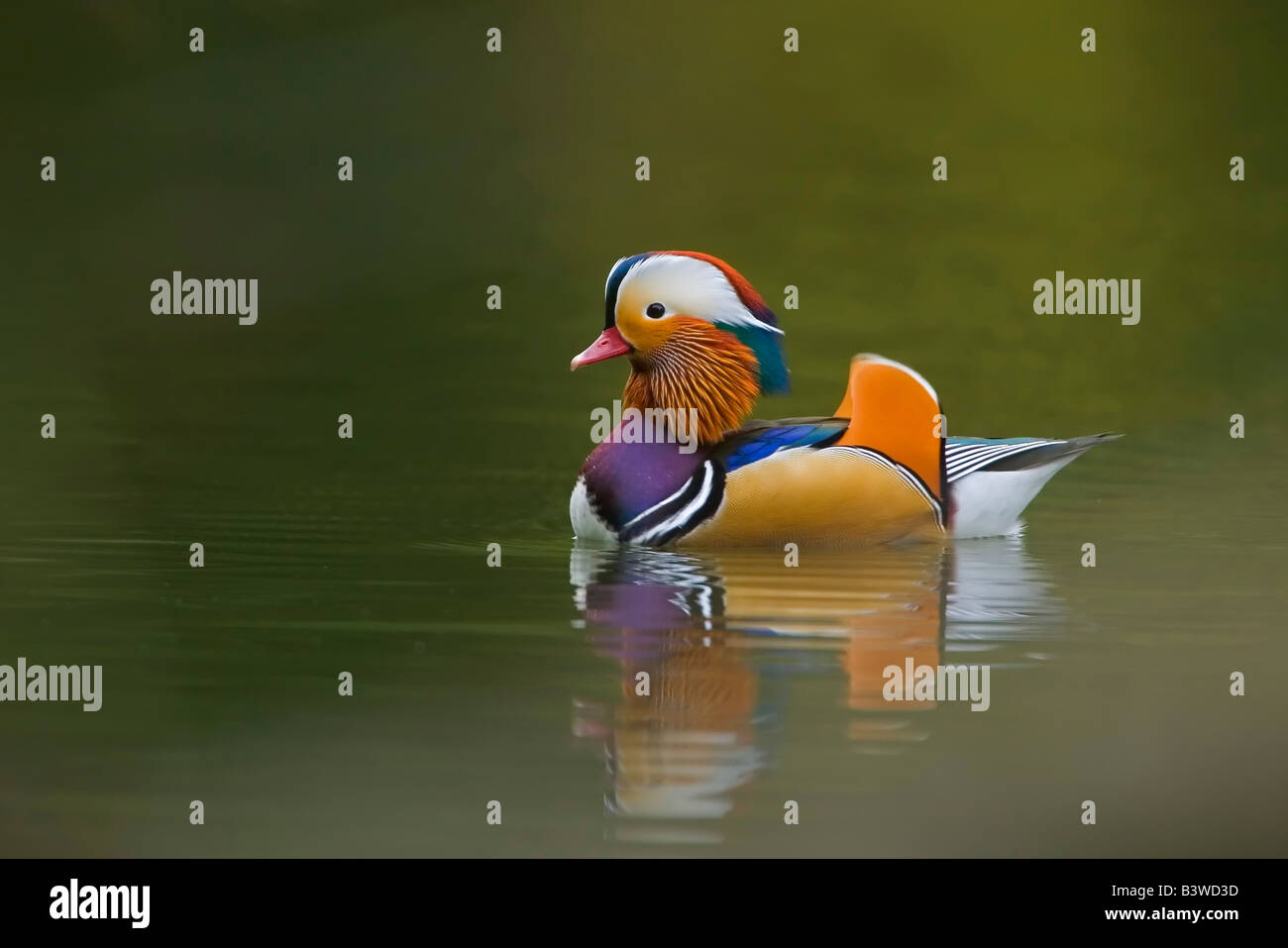 Wild Anatra di mandarino (Aix galericulata) sul verde scuro lago, REGNO UNITO Foto Stock