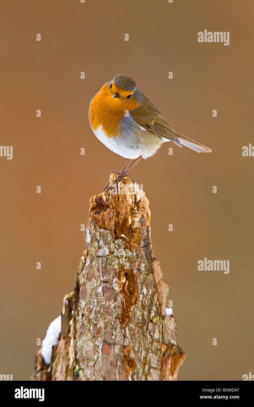 Regno Unito. Robin (Erythracus rubecula) sul ceppo di albero in inverno. Foto Stock