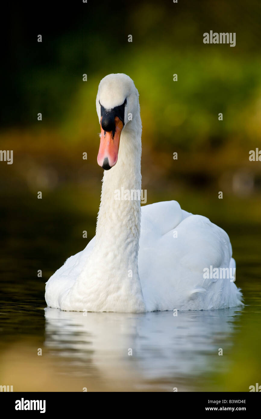 Regno Unito, Inghilterra. Cigno (Cygnus olor) verticale. Foto Stock