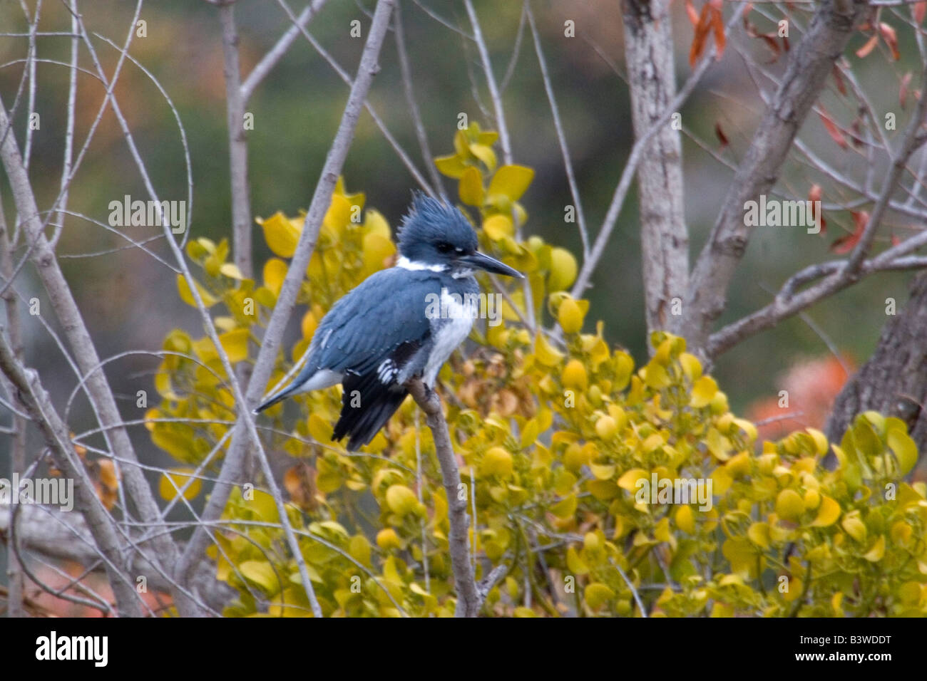 Belted Kingfisher siede sul pesce persico a Santee laghi in San Diego CA. Foto Stock