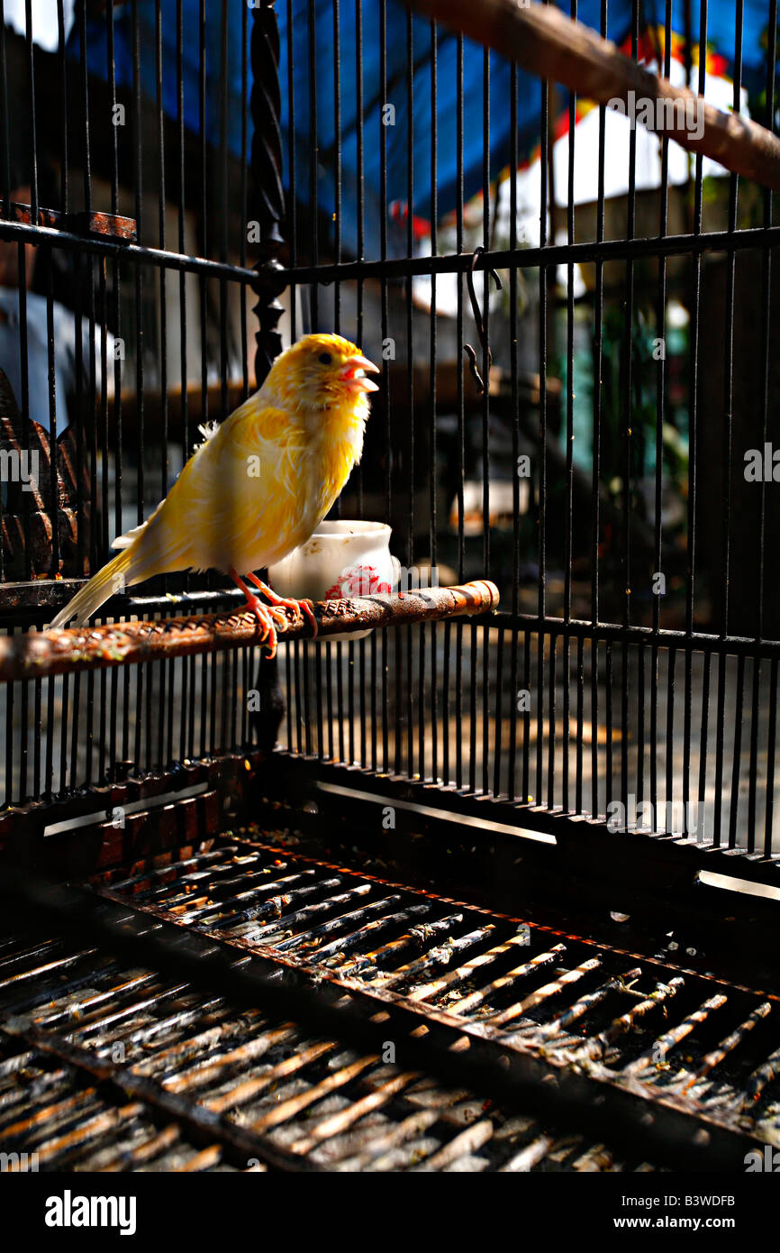 Commercio di animali domestici Foto Stock