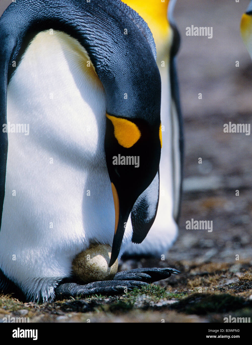 Isole Falkland. Pinguino reale tende solo uovo. Foto Stock