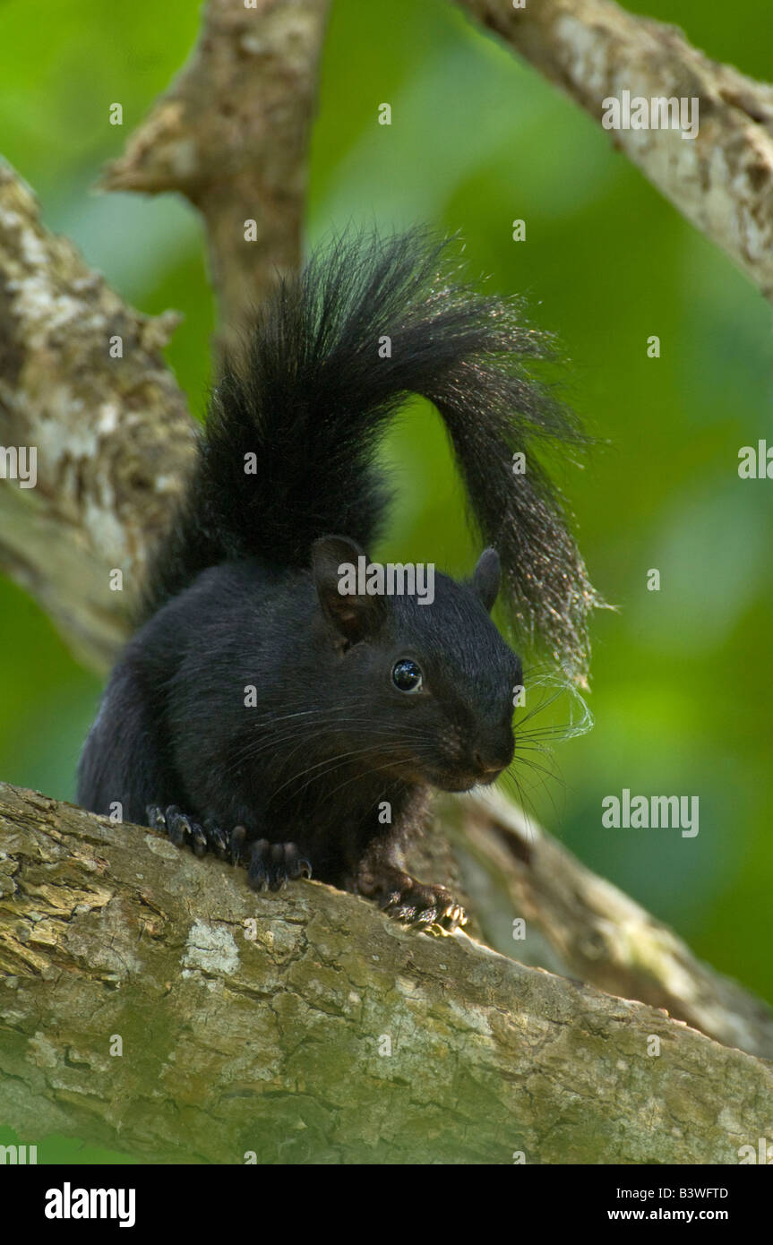 Messico, Tamaulipas, membro. Curioso rosso-scoiattolo panciuto in colore nero fase sul lembo di albero. Foto Stock