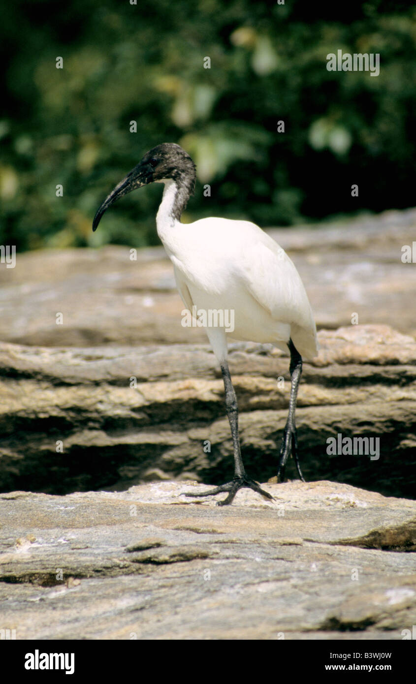 Ibis a testa nera, Threskiornis melanocephalus, India Foto Stock
