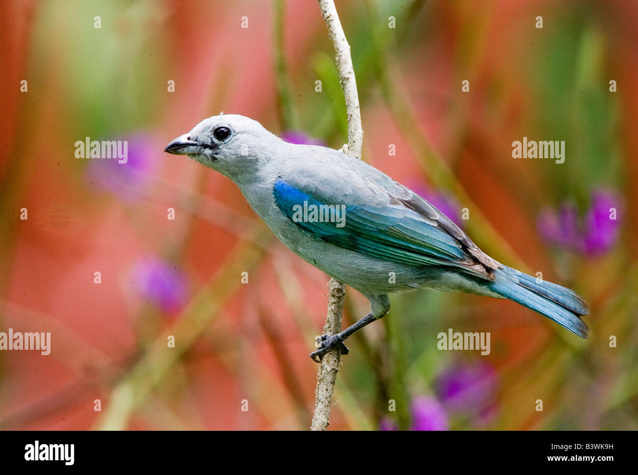 Sud America, Panama. Ritratto di colore grigio-blu tanager. Foto Stock