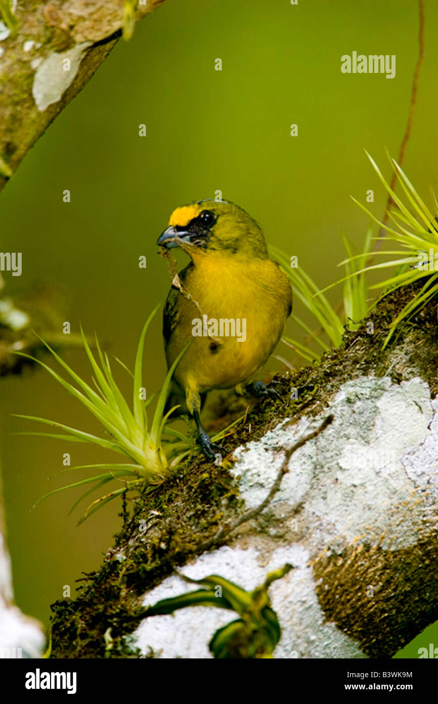 Sud America, Panama. Thick-fatturati euphonia raccoglie materiale di nidificazione. Foto Stock