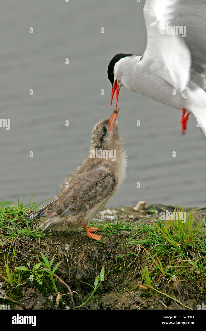 Stati Uniti d'America, Alaska, Potter's Marsh. Arctic tern adulto in volo pulcino di alimentazione. Foto Stock