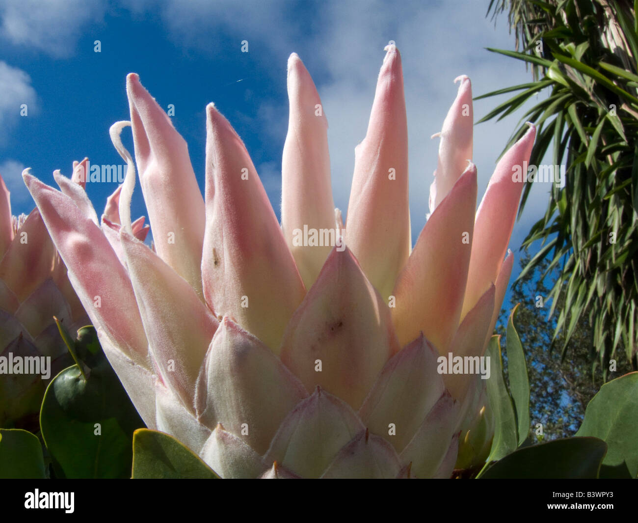 Close-up di un Protea fiore, Isole Canarie, Spagna Foto Stock