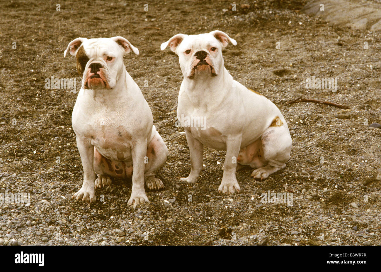 Due Old English Bulldog seduto in un campo Foto Stock