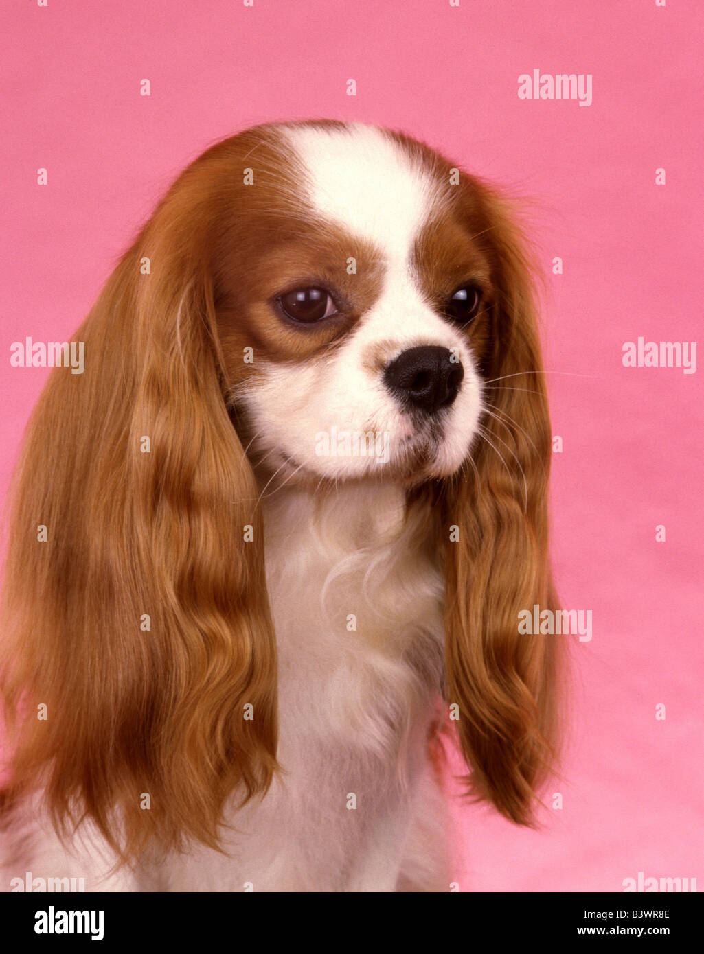 Close-up di un Cavalier King Charles Spaniel cane Foto Stock