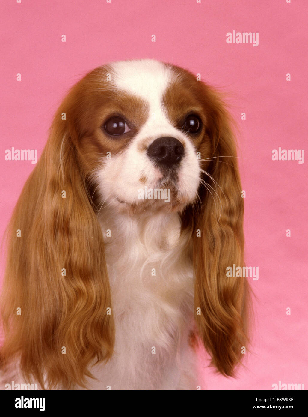 Close-up di un Cavalier King Charles Spaniel cane Foto Stock