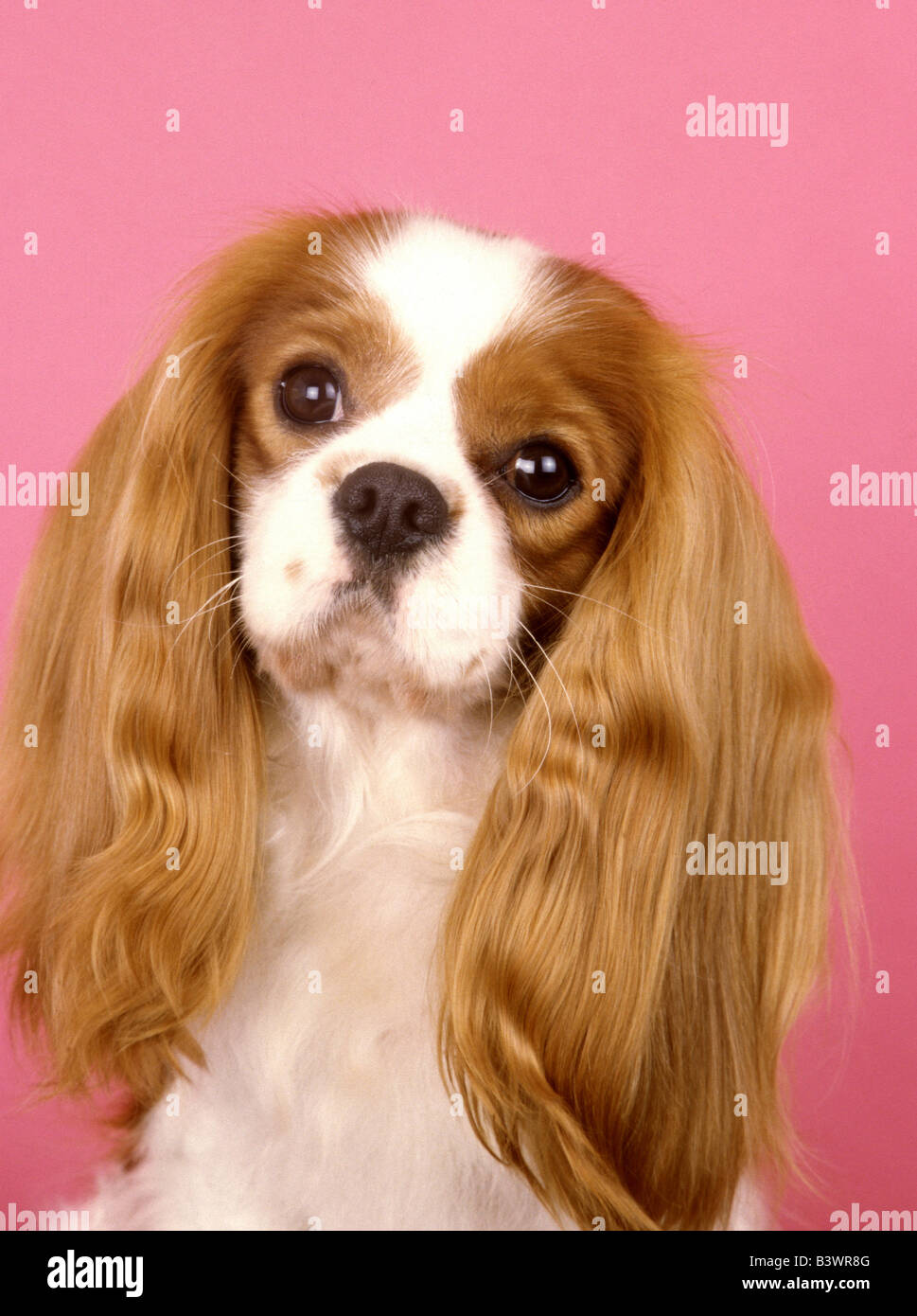 Close-up di un Cavalier King Charles Spaniel cane Foto Stock