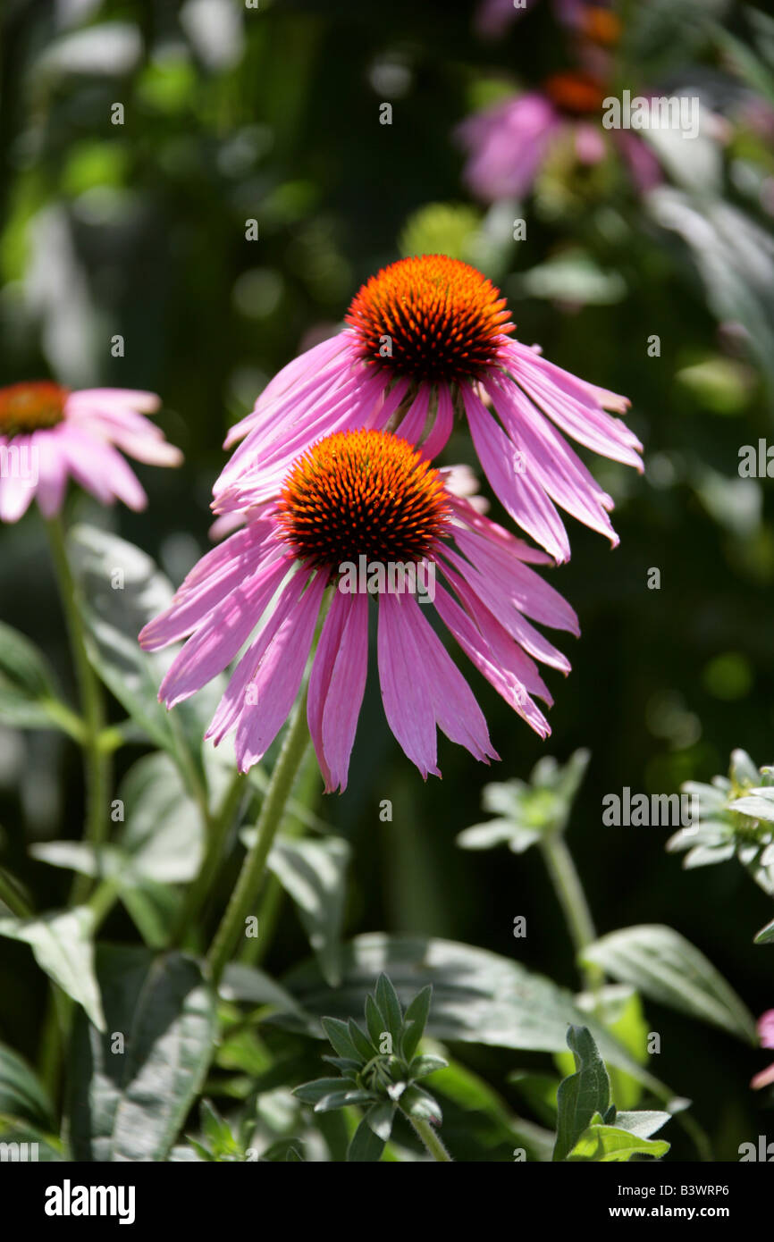 Purple Coneflower o viola, Echinacea purpurea Rudbeckia, America del Nord Foto Stock