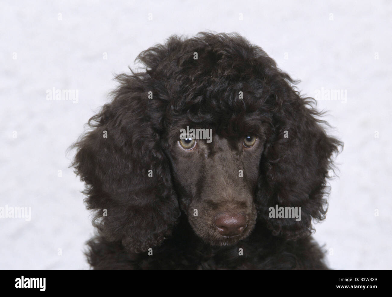 Close-up di un barboncino Standard Foto Stock