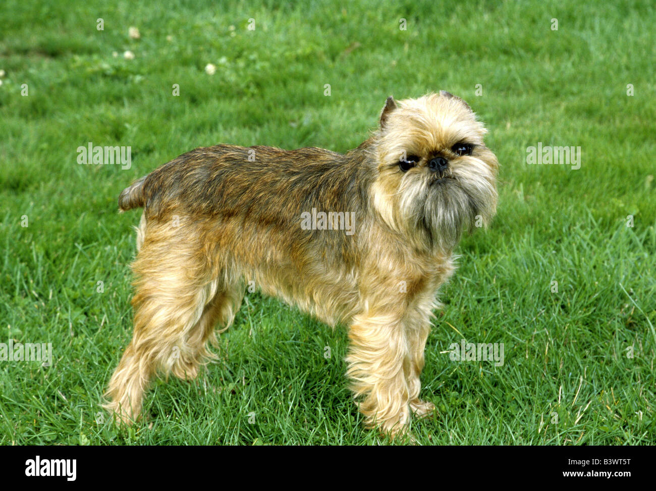 Griffon Bruxellois in piedi sull'erba Foto Stock