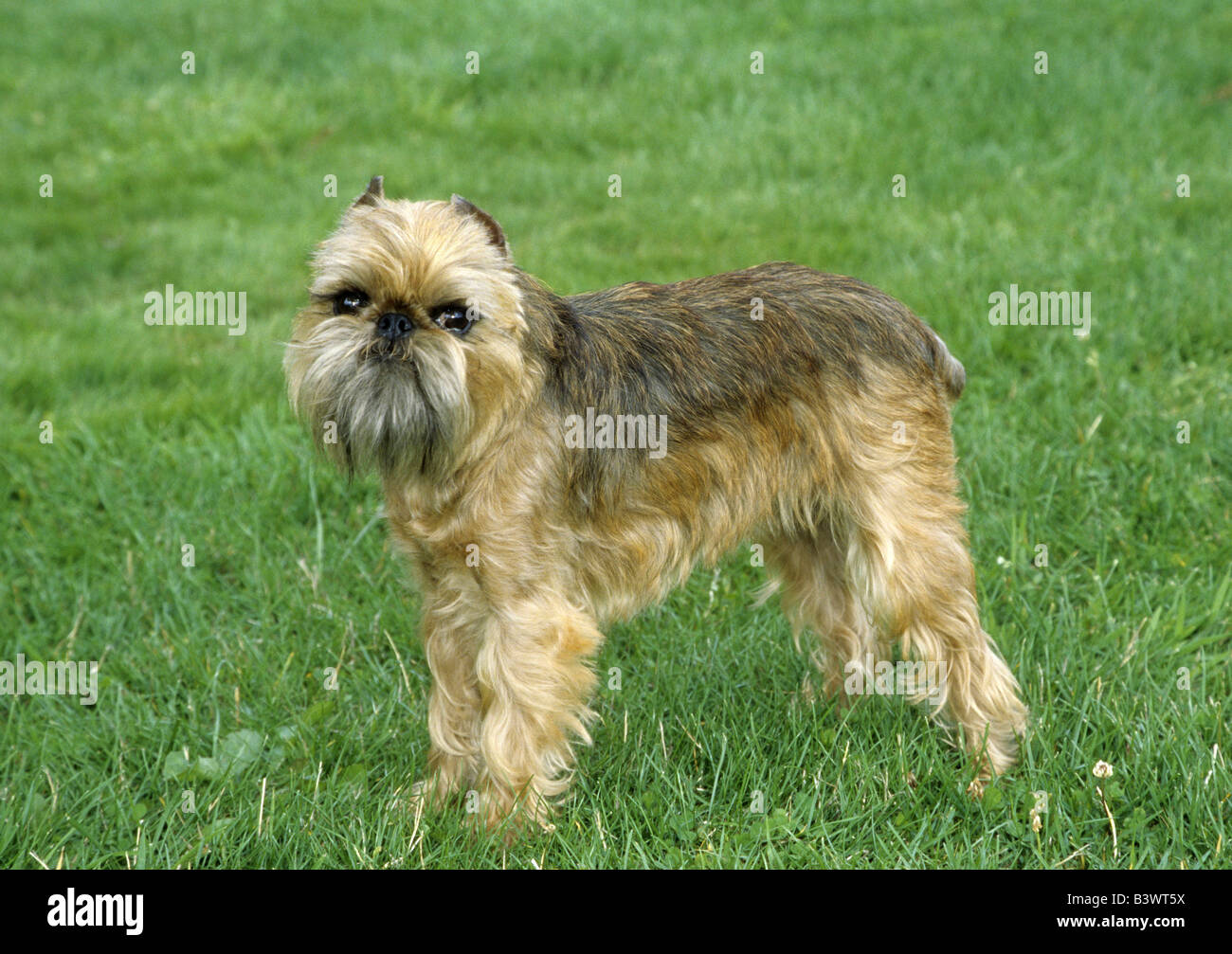 Griffon Bruxellois in piedi sull'erba Foto Stock