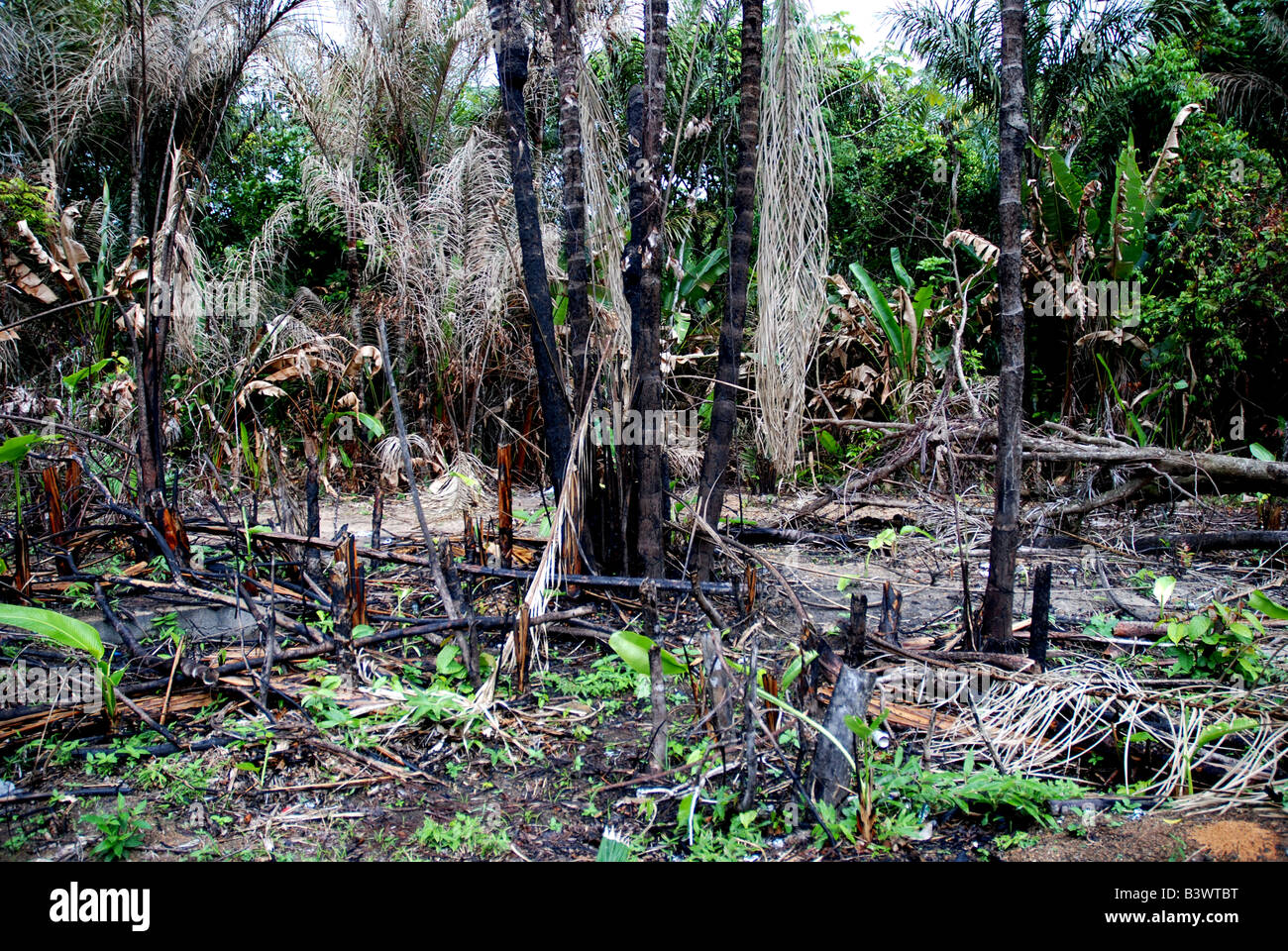 Deforestazione della foresta pluviale in amazzonia suriname Foto Stock