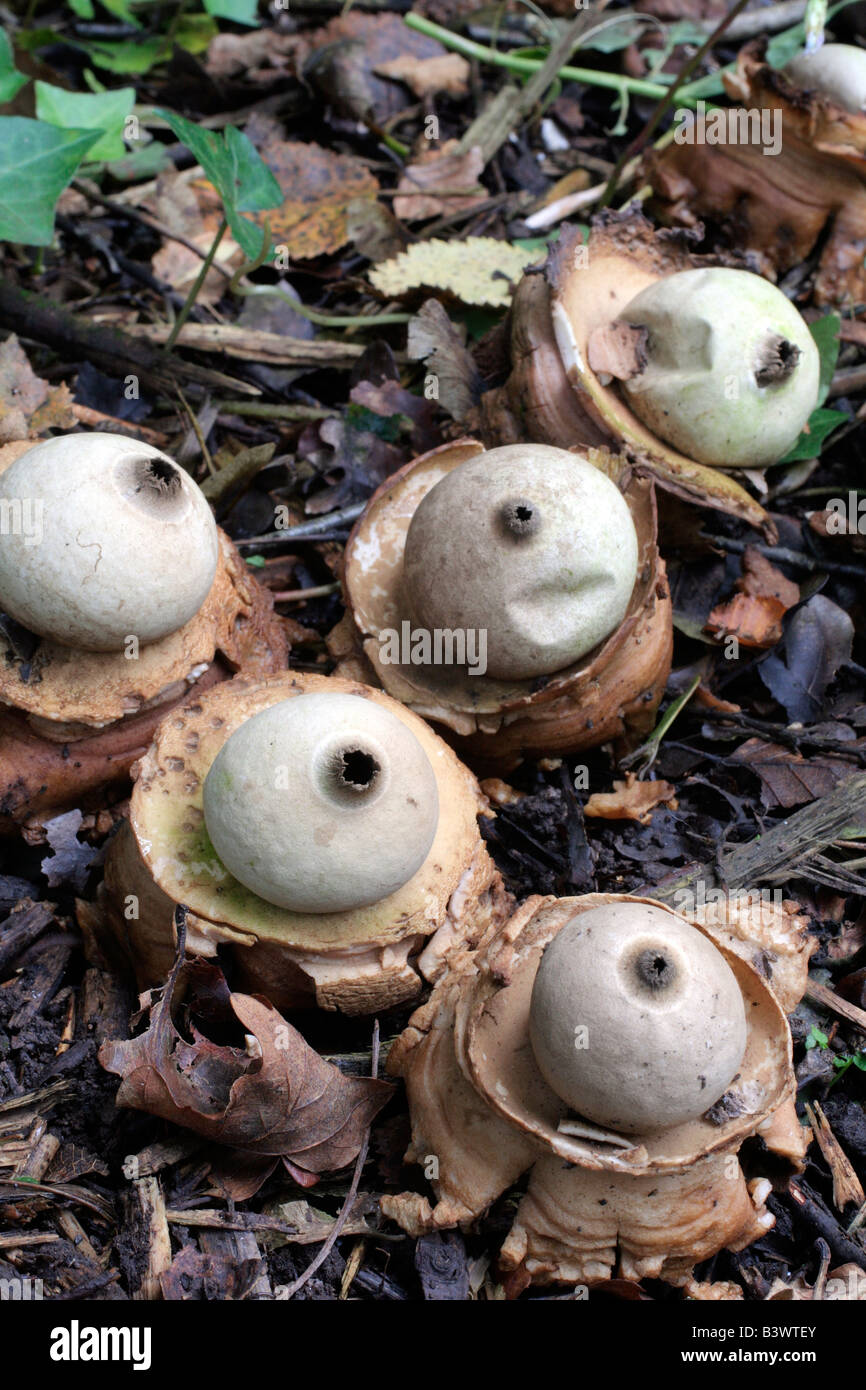 GEASTRUM TRIPLEX A TERRA I FUNGHI A SFERA Foto Stock